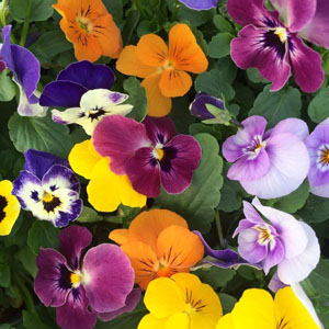 Εποχιακά λουλούδια